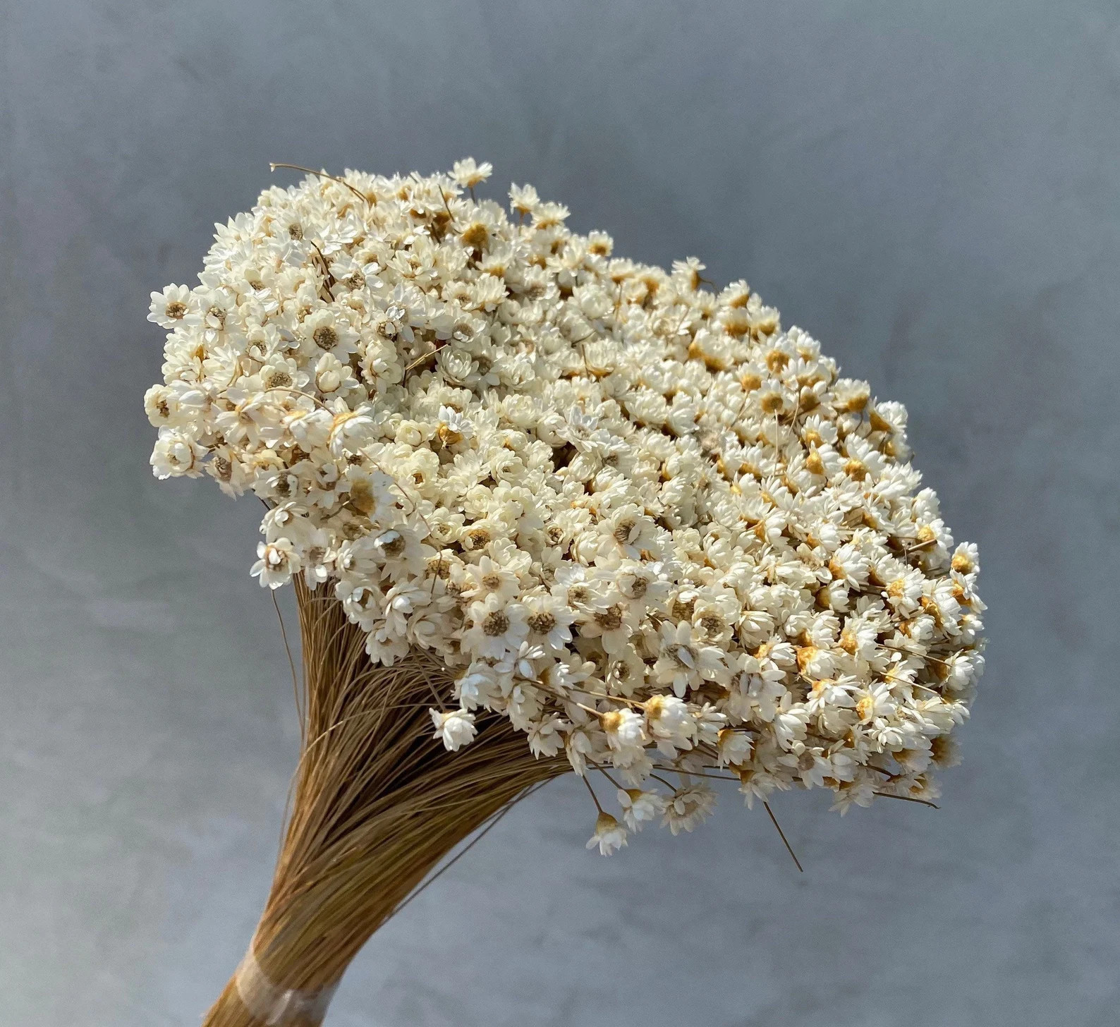 Dried Star Flowers Dried Flowers Wedding Flowers Flower | Etsy | Etsy (US)