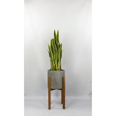 Snake Plant in Planter Corrigan Studio® | Wayfair North America