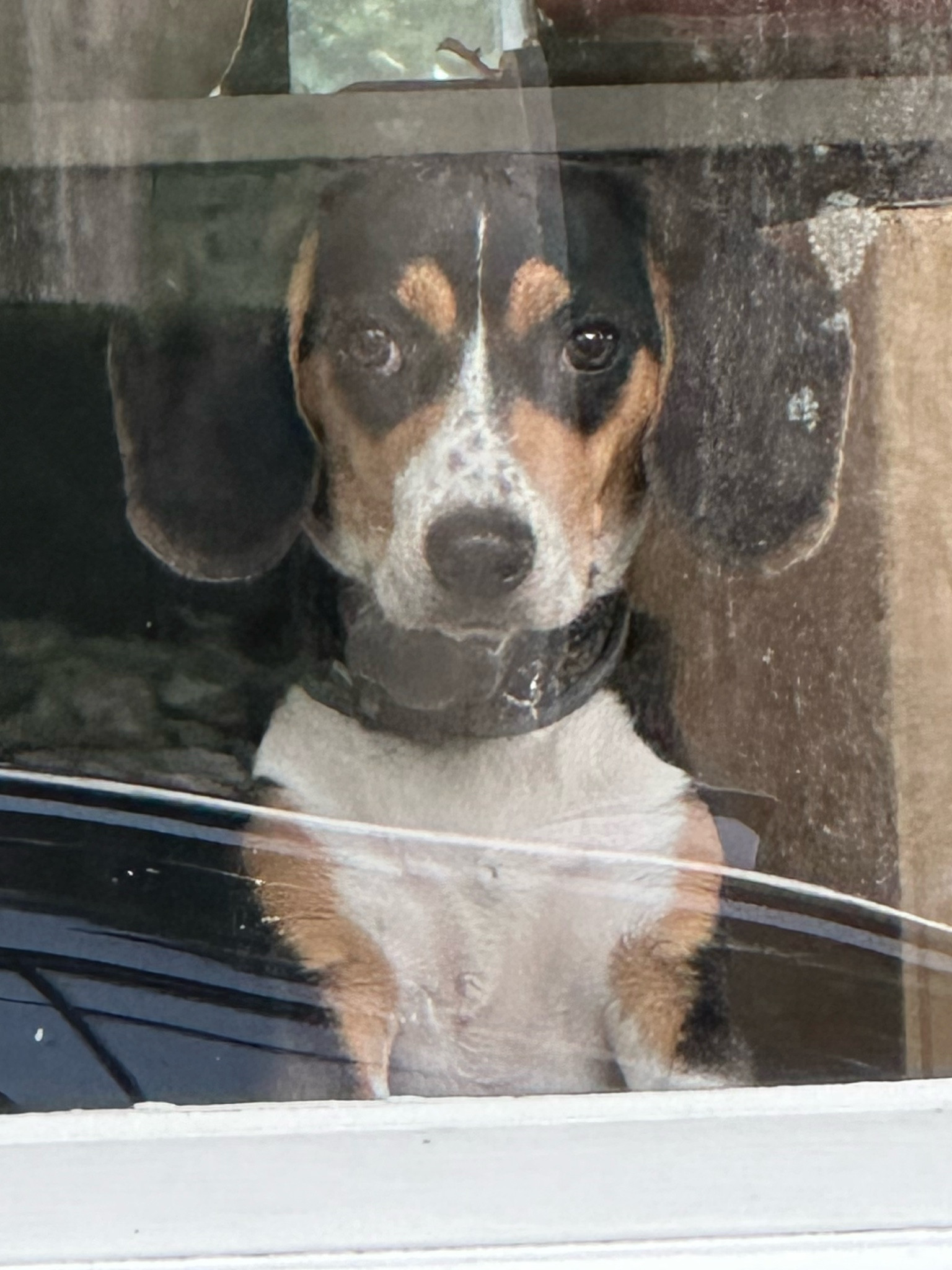 A few of my favorite pet items for Cali, my baby beagle 🐾 