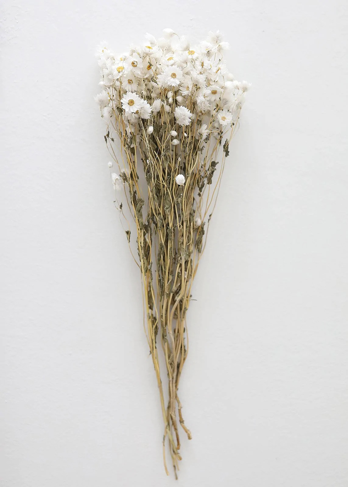 Preserved Rodanthe in White | Shop Dried Flowers at Afloral.com | Afloral