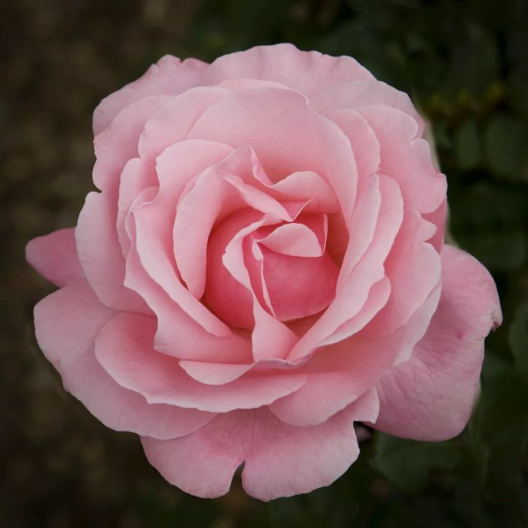 Van Zyverden Roses Queen Elizabeth 1 Plant Root Stock Pink Partial Sun Perennial Fragrant 3 lbs | Walmart (US)