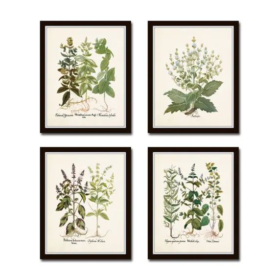 Antique Herbs Print Set No. 29, Herb Prints, Botanical Prints, Botanical Art, Botanical Print Set... | Etsy (US)