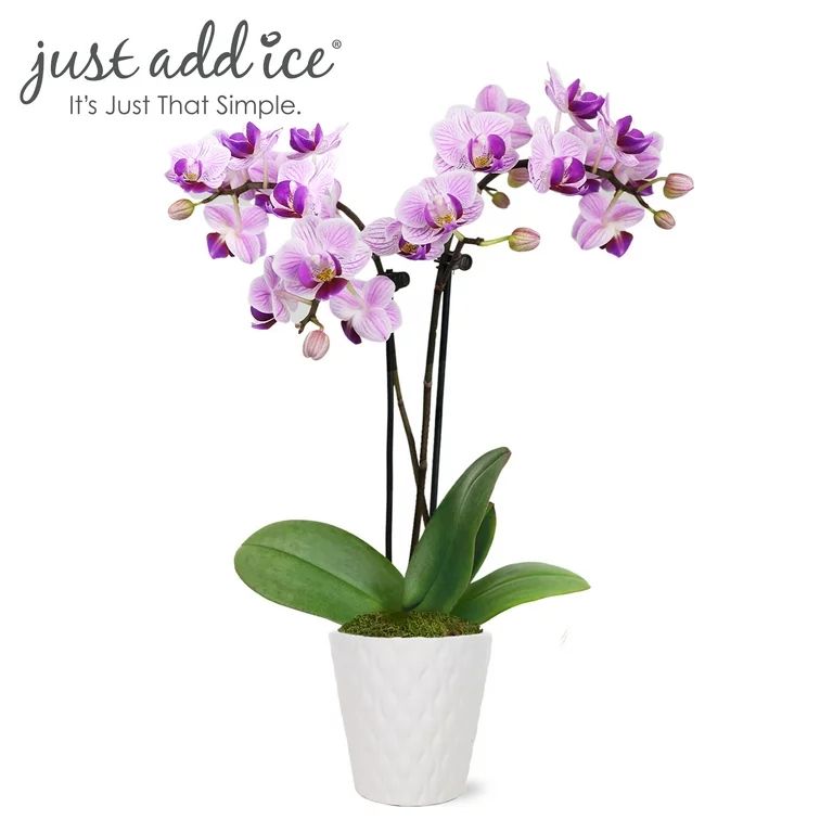 Just Add Ice 6-10" Pink Mini Orchid Live Plant in 2.5" White Ceramic Pot, House Plant | Walmart (US)