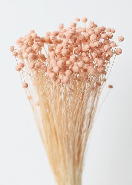 Dried Floral Buttons in Soft Pink - 9-14" Tall | Afloral (US)