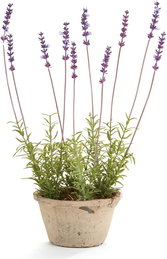 NAPA Home & Garden Conservatory French Lavender Potted HERB 17-in. | Amazon (US)
