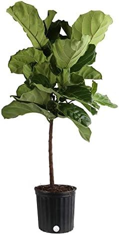 Costa Farms Live Indoor Ficus Lyrata, Fiddle Leaf Fig Tree - Floor Plant - Fresh From Our Farm, 3... | Amazon (US)