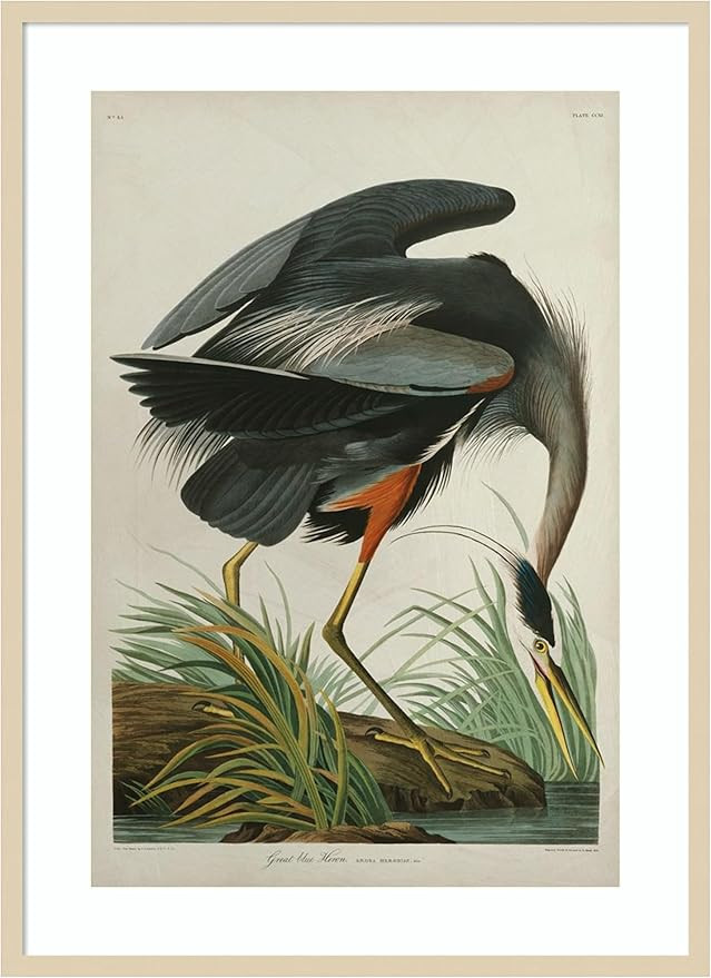 Amanti Art Framed Wall Art Print 41x30 Great Blue Heron in Pearl White by John James Audubon, Ani... | Amazon (US)