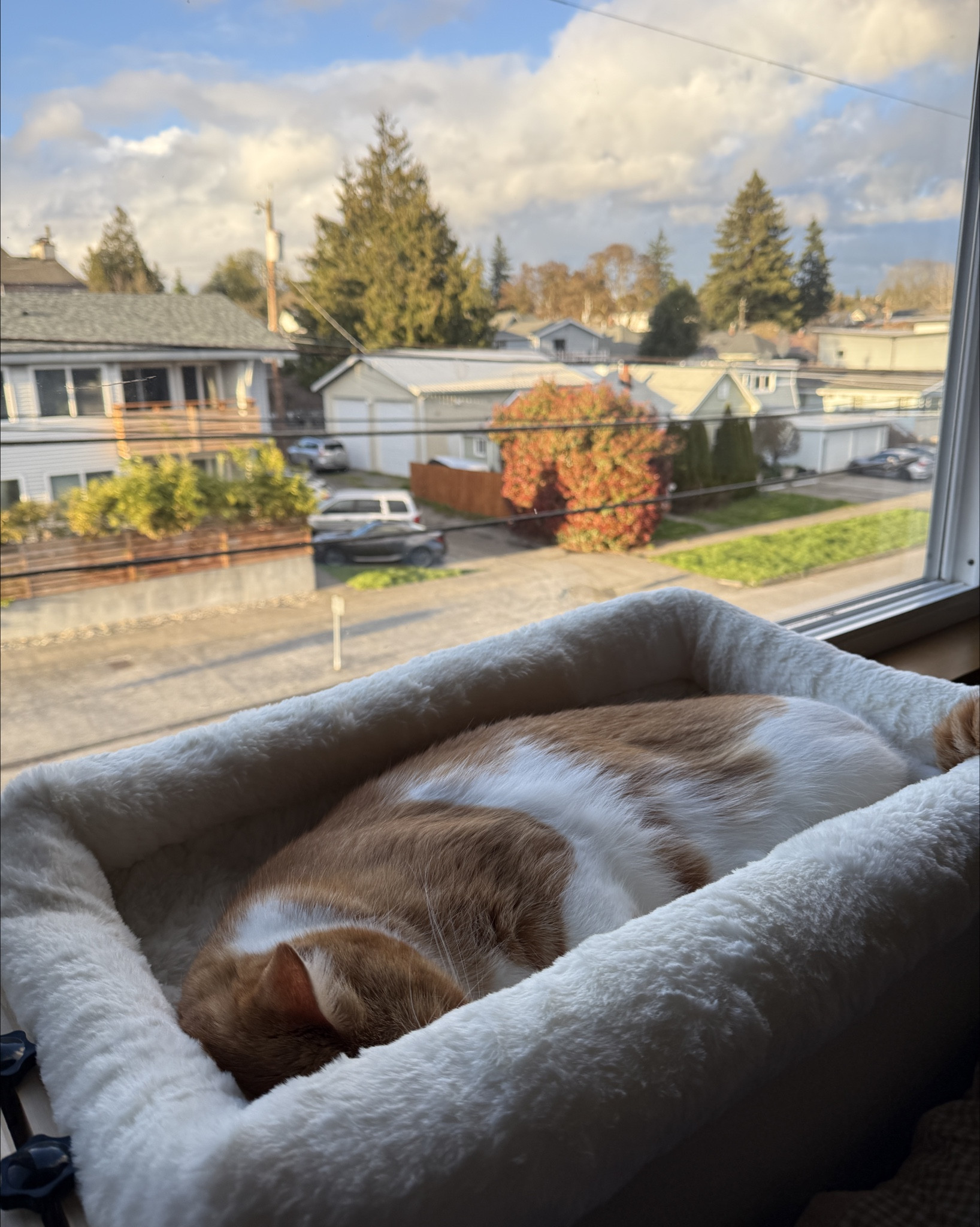 My cat loves his floating window bed, perfect for naps and window watching 🐈

#LTKvlog #LTKmomlife #LTKHome