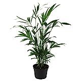 AMERICAN PLANT EXCHANGE Cat Palm Live Indoor or Outdoor Plant, 6" Pot, Top Air Purifier | Amazon (US)