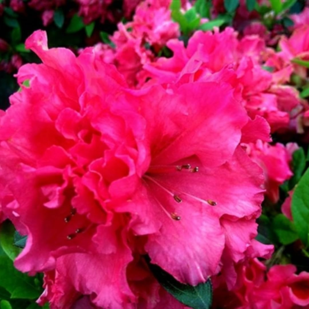 Live Red-Pink Azalea Plant, Cold Hardy Azalea Plant, Reblooming Flowering Azalea Shrub, Rhododend... | Amazon (US)