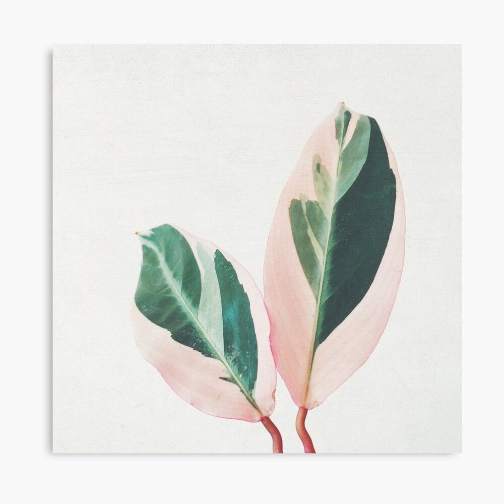 Pink Leaves I Photographic Print by Cassia Beck | Redbubble (US)