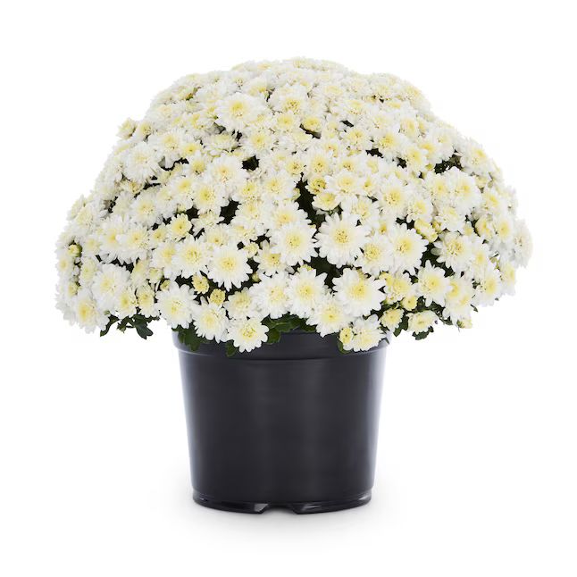 Lowe's White Mum in 3-Quart Pot | Lowe's