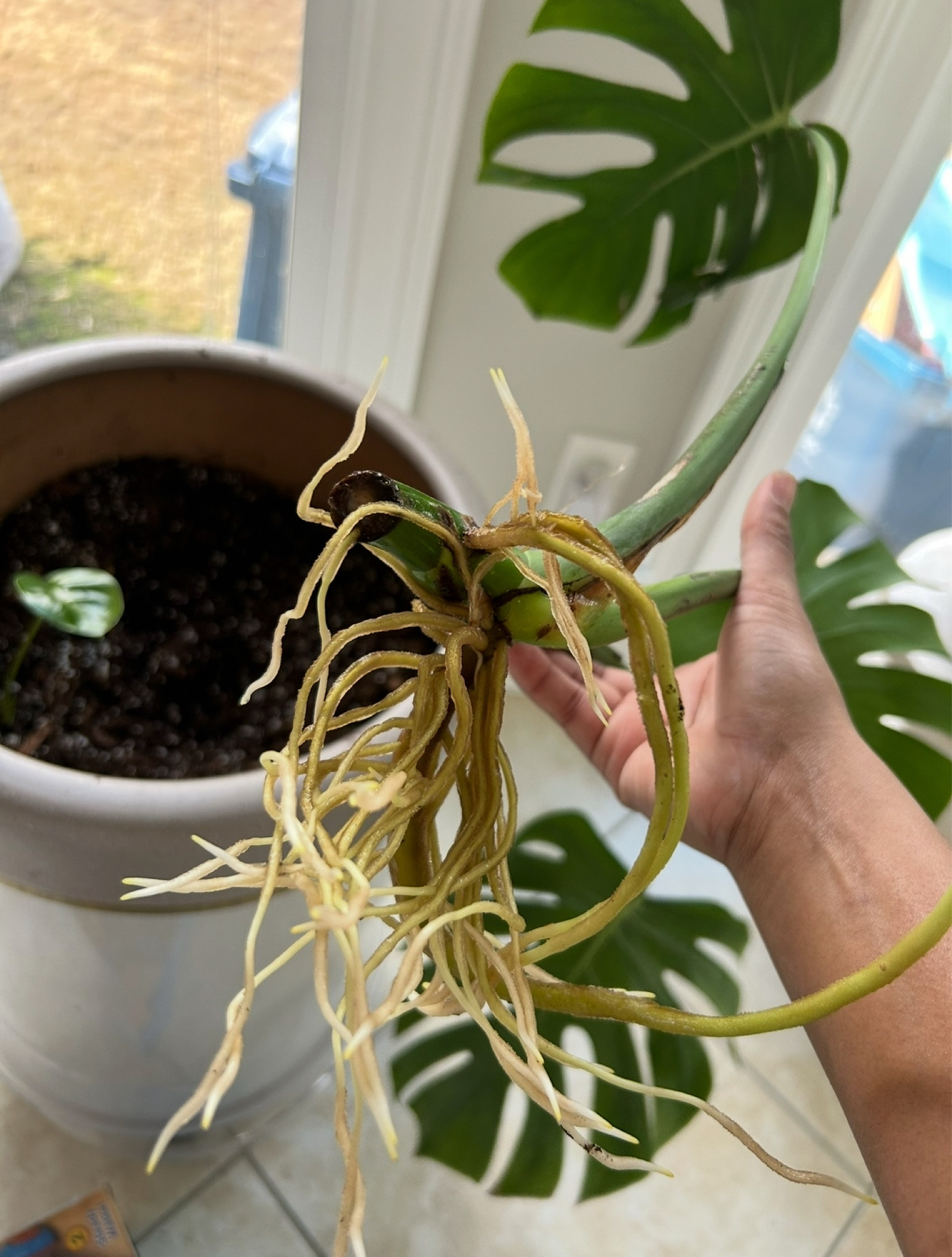 My plant mom must haves! #plants #houseplants 