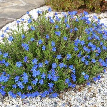 Expert Gardener 1.0 QT Lithodora Full Sun Outdoor Perennial Flowering Plant | Walmart (US)
