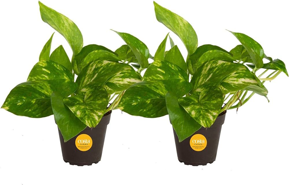 Costa Farms Pothos Live Plants (2-Pack), Easy Care Vining Live Indoor Houseplants, Air Purifier T... | Amazon (US)