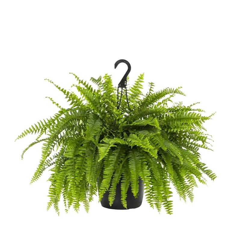 Expert Gardener 20-24" Wide Boston Fern Live Plant in 1.5-Gallon Grower Pot | Walmart (US)