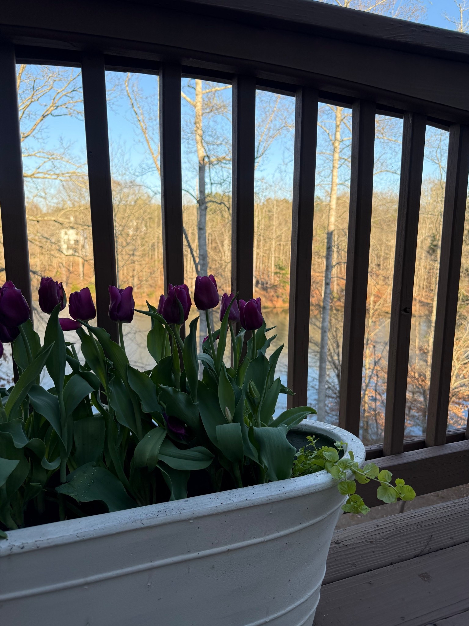 #LTKHome #LTKSpringSale #LTKSeasonal