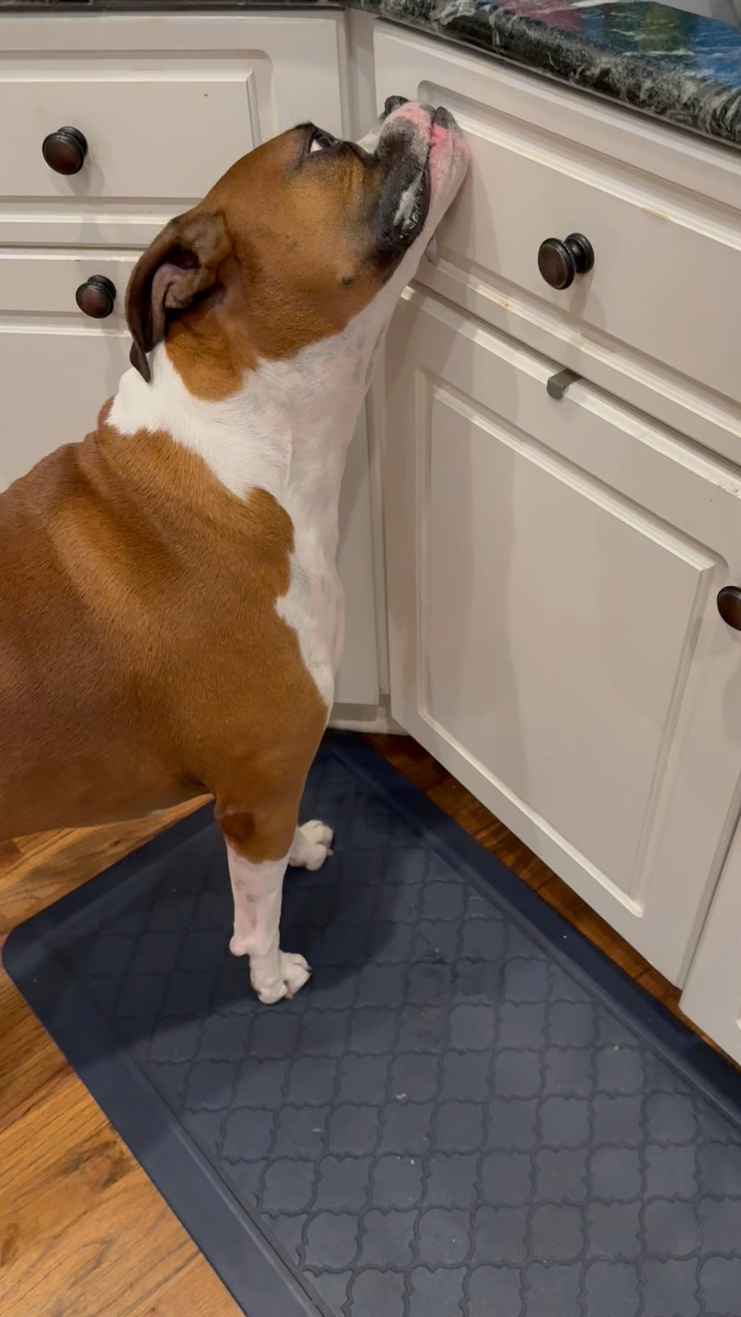 My boxer, Bruno, acts like in never feed him🤣 He was licking the door because u spilled a little juice🤣 

This is where he lives to lay in waiting for me to drop or spill food🤣

Who else can relate?

#LTKPets #LTKFindsUnder100 #LTKHome