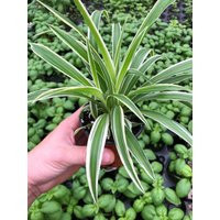 Spider Plant Live in 4"" Pot ~ Reverse Airplane Spider Air Purifier | Etsy (US)