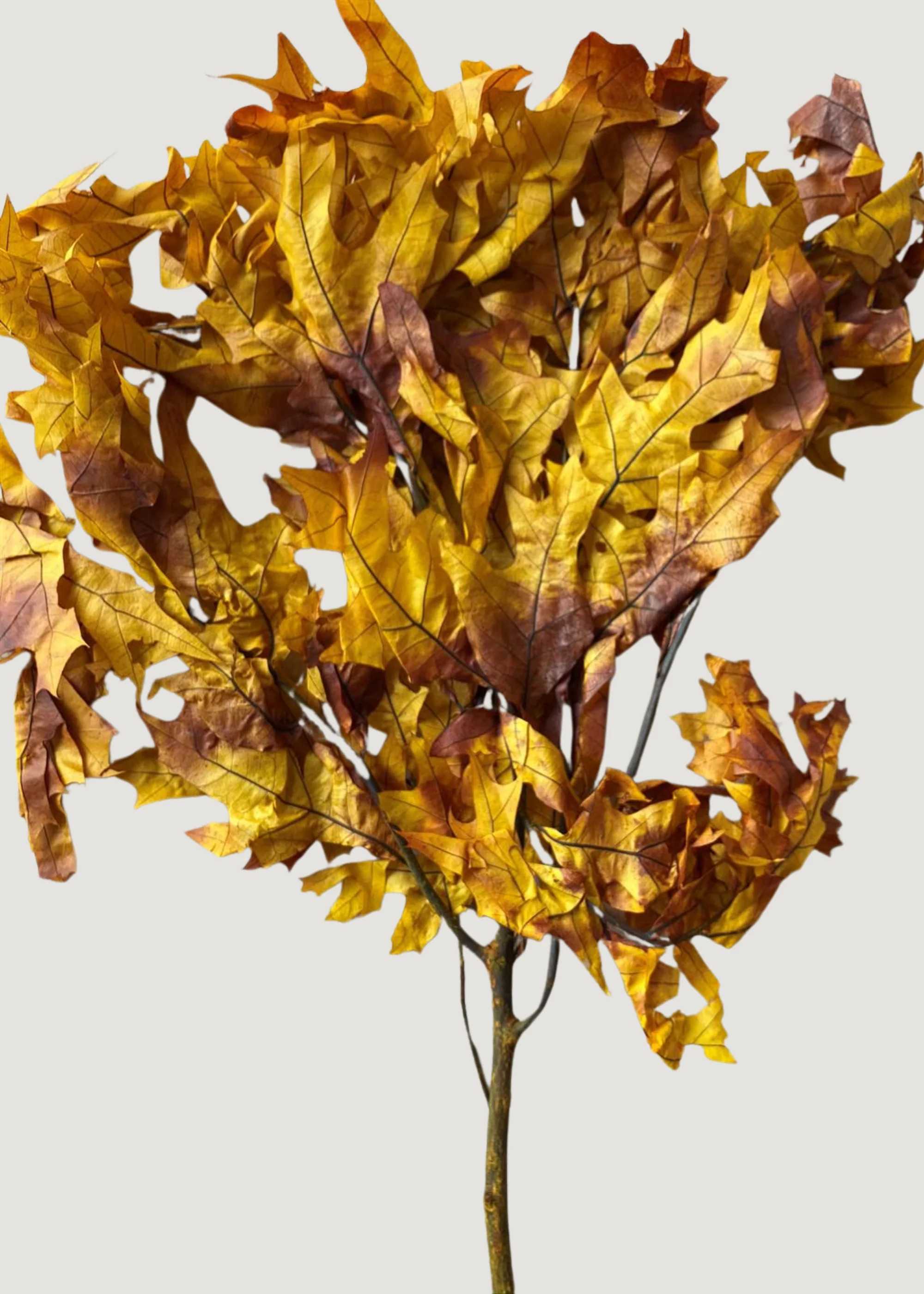 Autumn Preserved Oak Leaf Bundle | Natural Fall Leaves | Afloral | Afloral