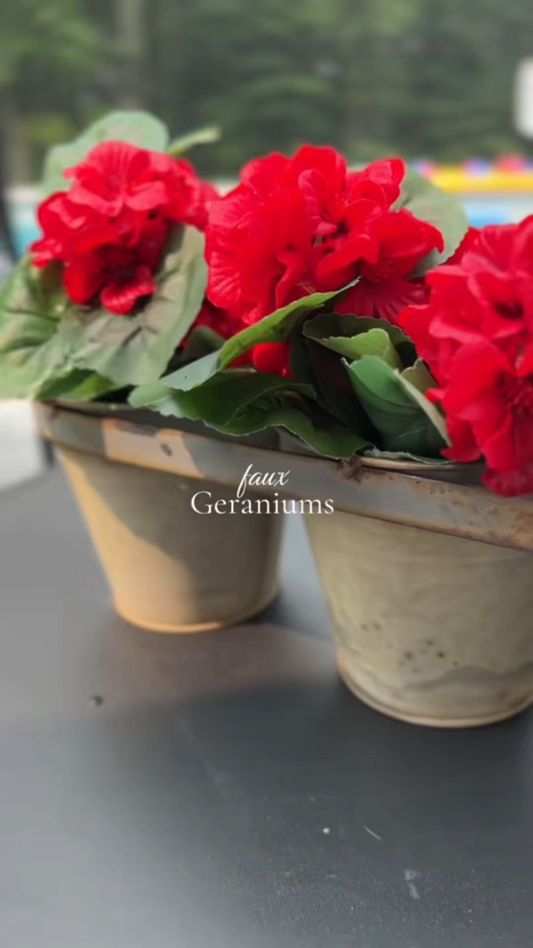 Stunning photo geraniums, perfect for potted or window box!

#LTKHome
