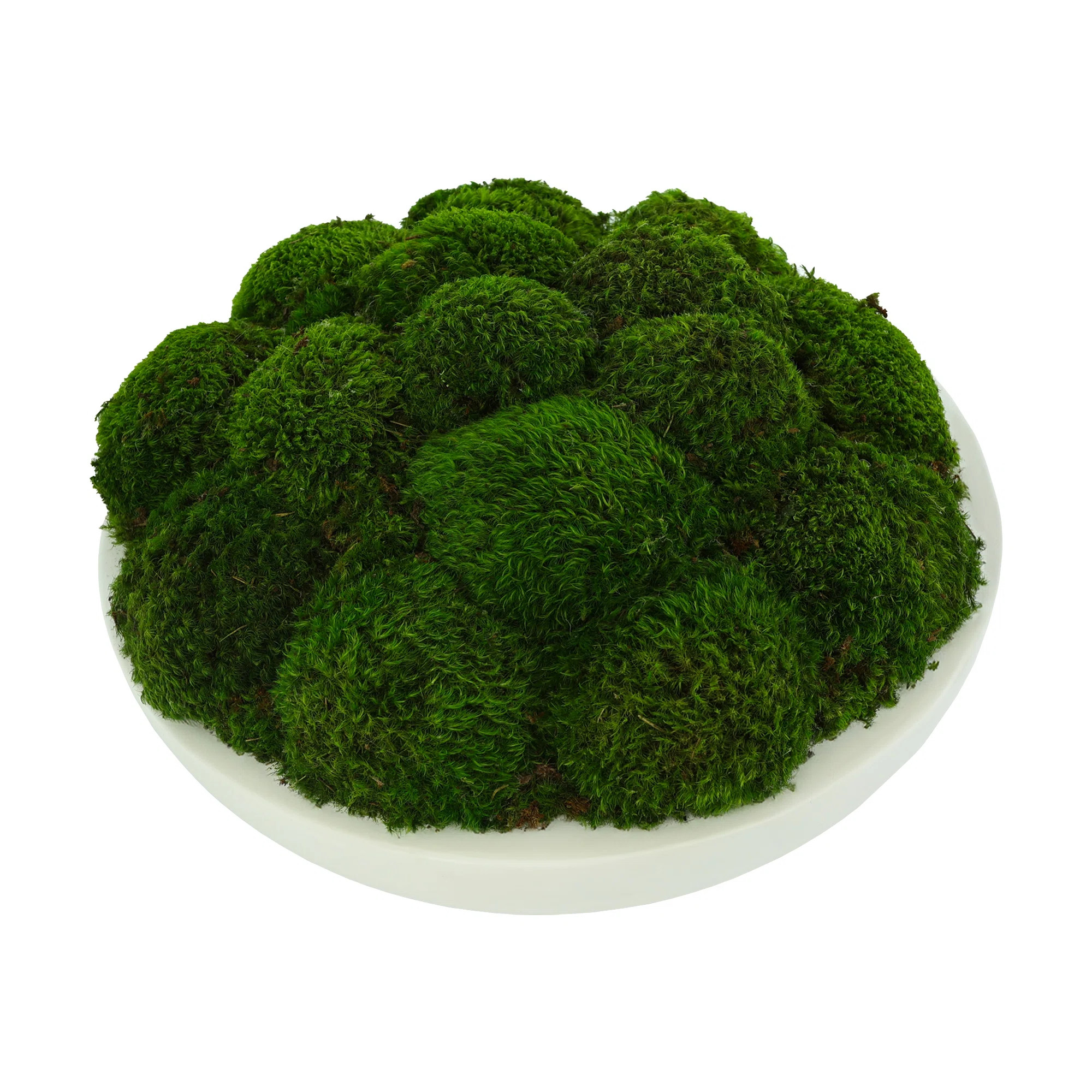 Vanora Preserved Moss Plant in Planter | Wayfair North America