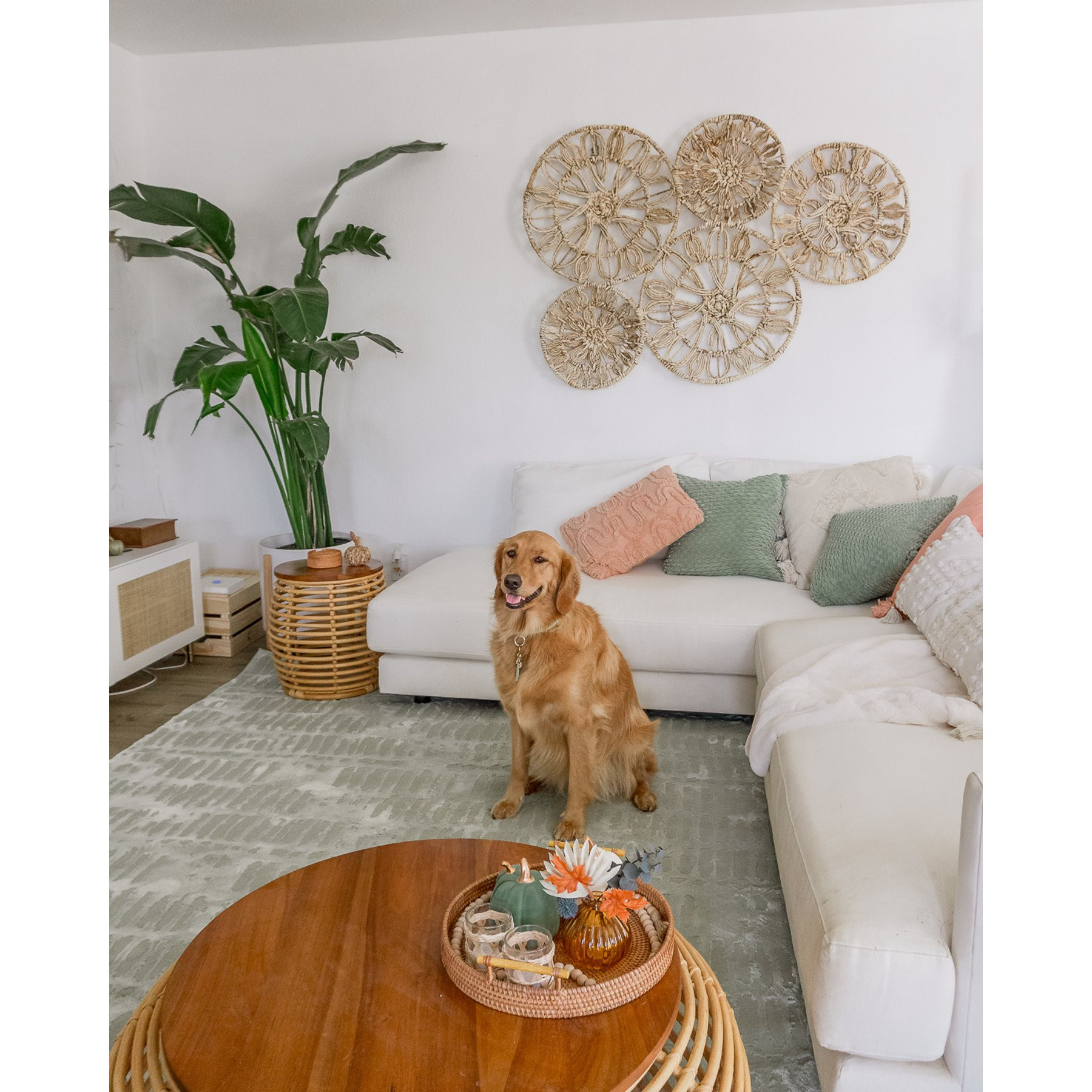 Revival Rugs Shell Rug, Sage, 11 x 14-ft | Chewy
