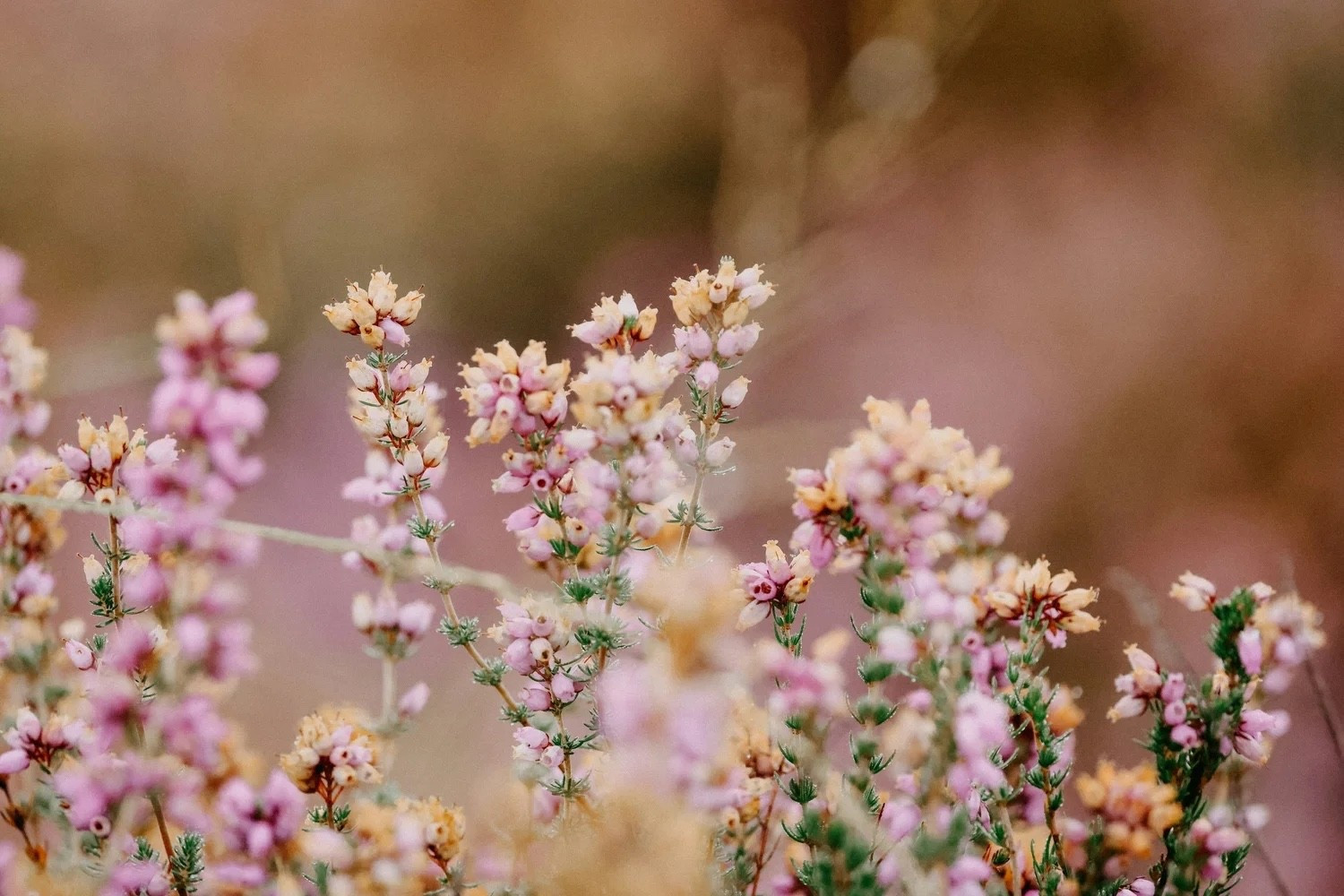 FRIDAY FAVORITES 02/06/25
I've started an exercise to focus on positivity and bring happiness into my life and those around me. I tend to dwell on the negatives, but I'm determined to retrain my brain. So, I am sharing 16 things that have made me happy in a series called "Friday Favorites" to inspire joy in others. See the full post at abigailamira.com

#LTKHome #LTKSeasonal