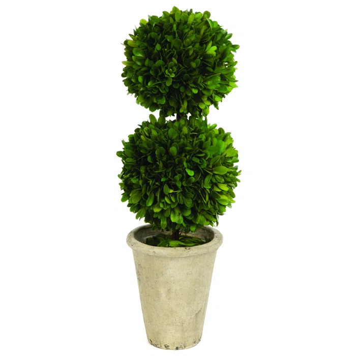 Double Ball Boxwood Round Tapered Topiary in Pot | Wayfair North America