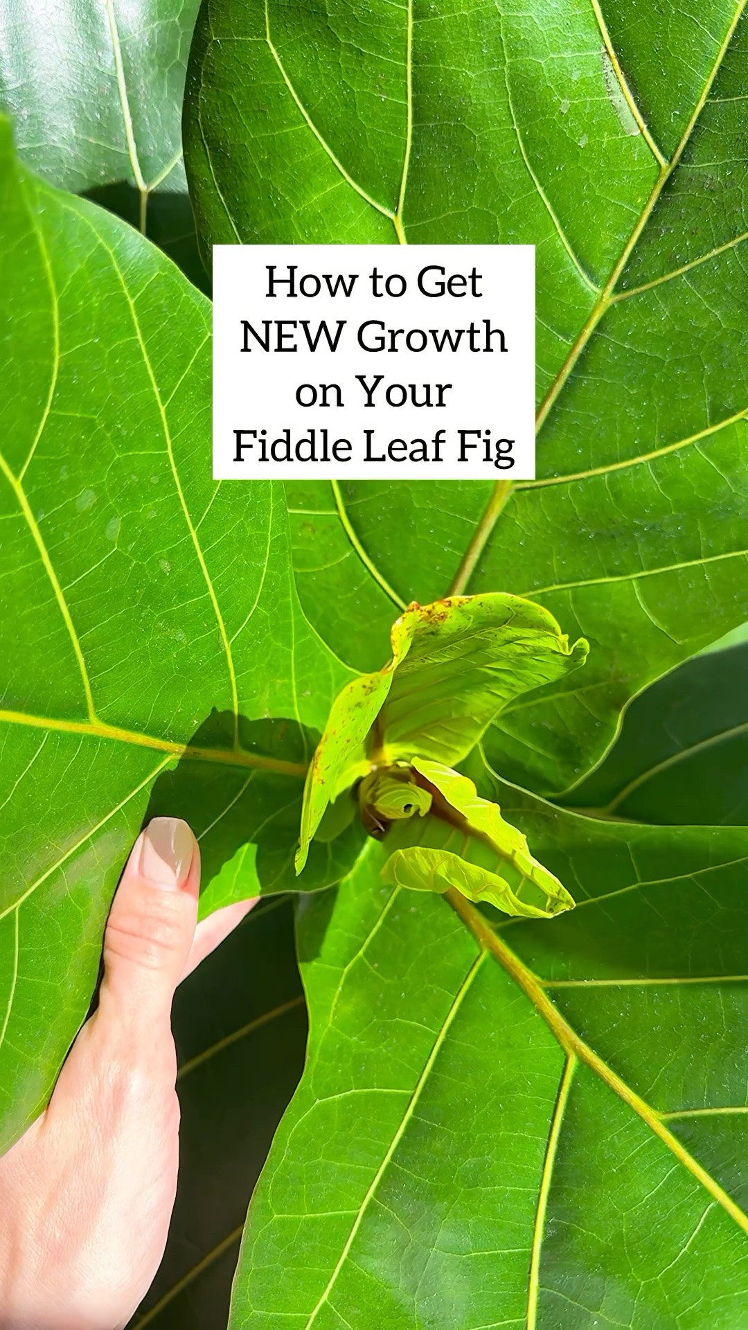 Get 10% off through the Modern Sprout Amazon link with code JQBRNR10 at checkout.

Pruning is one of the best ways to encourage fuller growth on your fiddle leaf fig. By cutting just above a node, you’re signaling the plant to branch out — which means more leaves and a bushier shape over time 🙌

Bonus? You can propagate your cutting and grow yourself a brand new baby fiddle 🌱

#fiddleleaffig #plantcare #indoorplants #planttips #plantlover

fiddle leaf fig care | how to prune fiddle leaf fig | plant propagation tips | indoor plant pruning | encourage plant growth

#LTKdayinmylife #LTKHome #LTKOver40