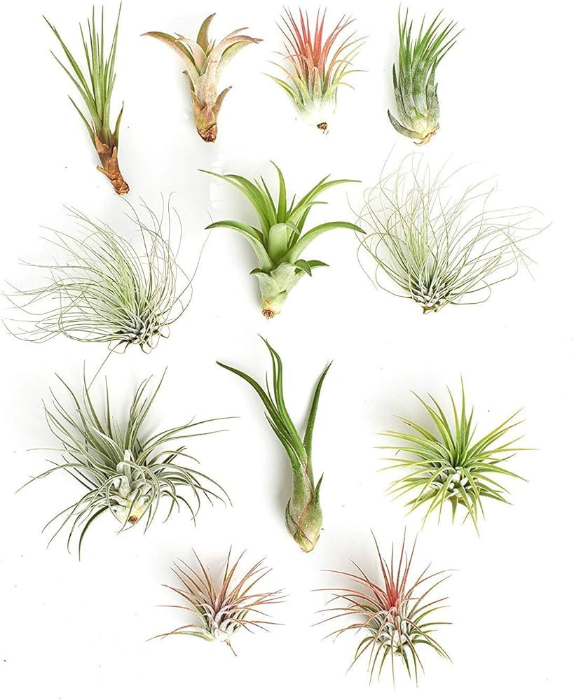 Shop Succulents | Assorted Collection of Tropical Tillandsia Air Plant Kit, Hand Selected Variety... | Amazon (US)