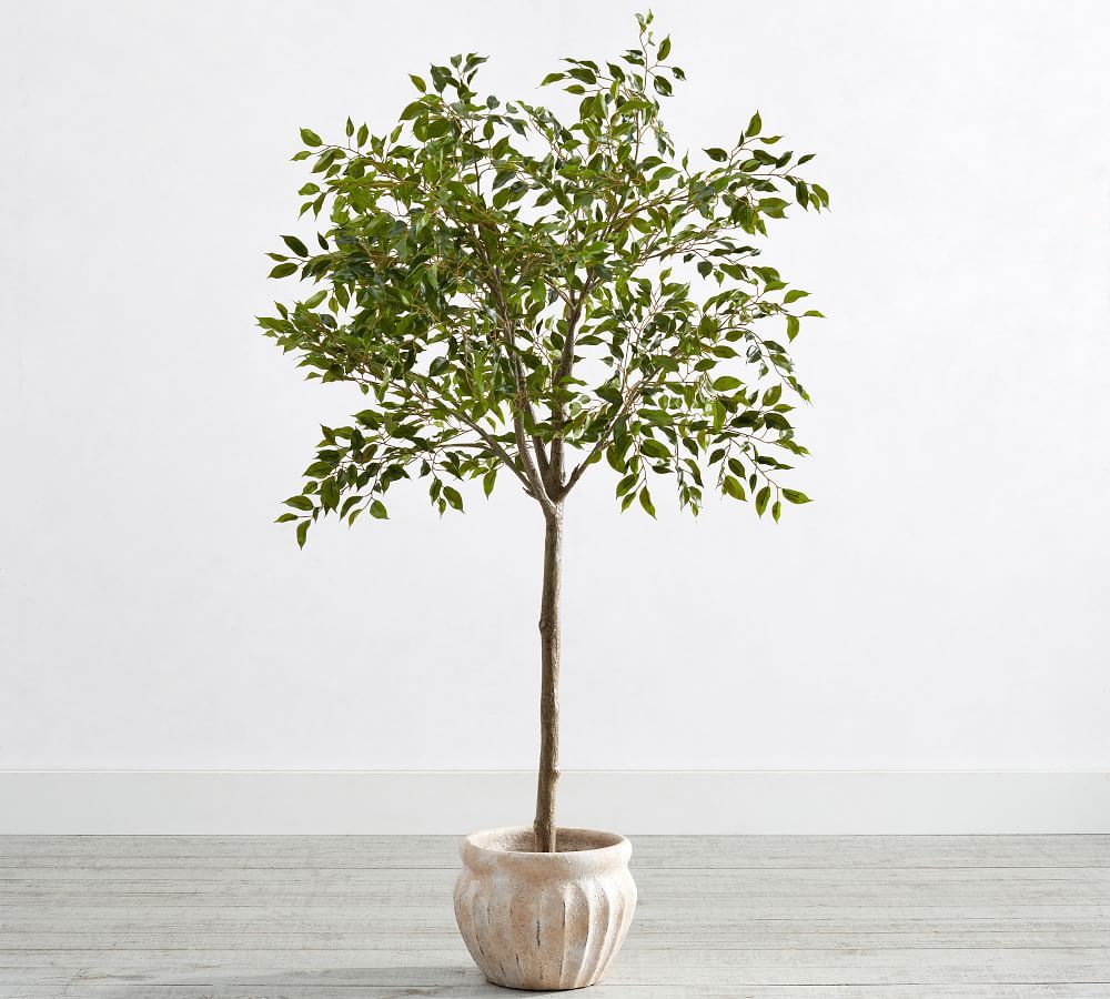 Faux Potted Triangular Ficus | Pottery Barn (US)
