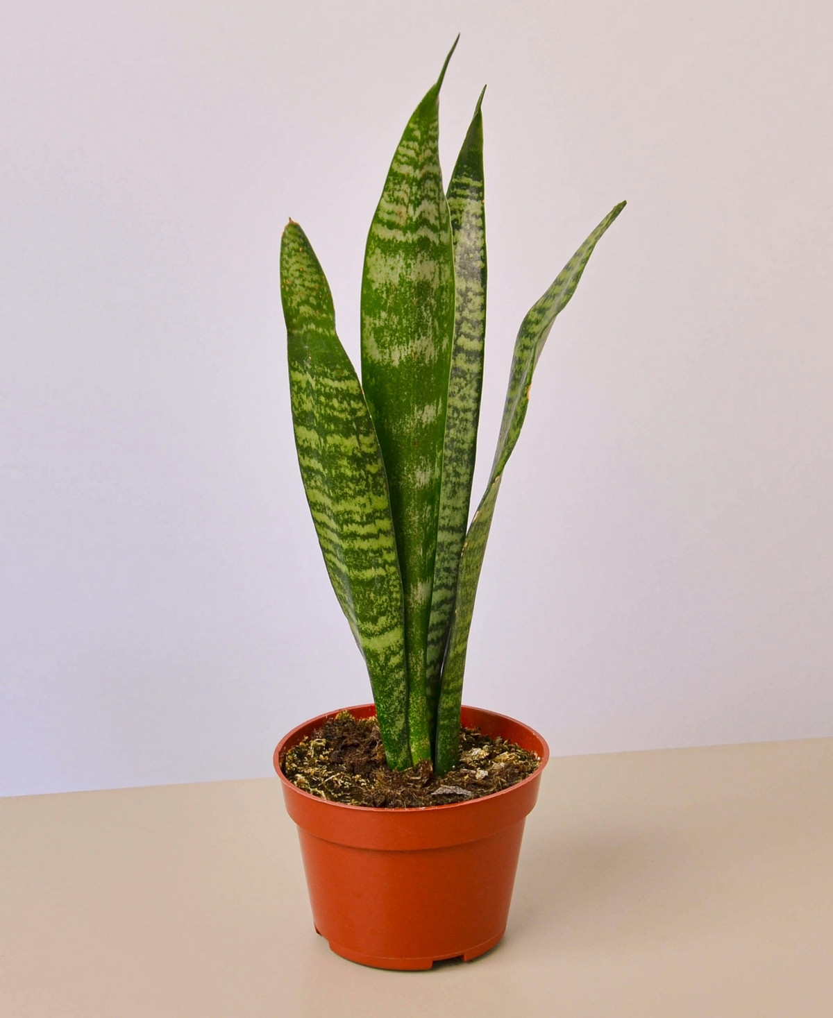 Snake Zeylanica Live Plant, 4" Pot | Macys (US)