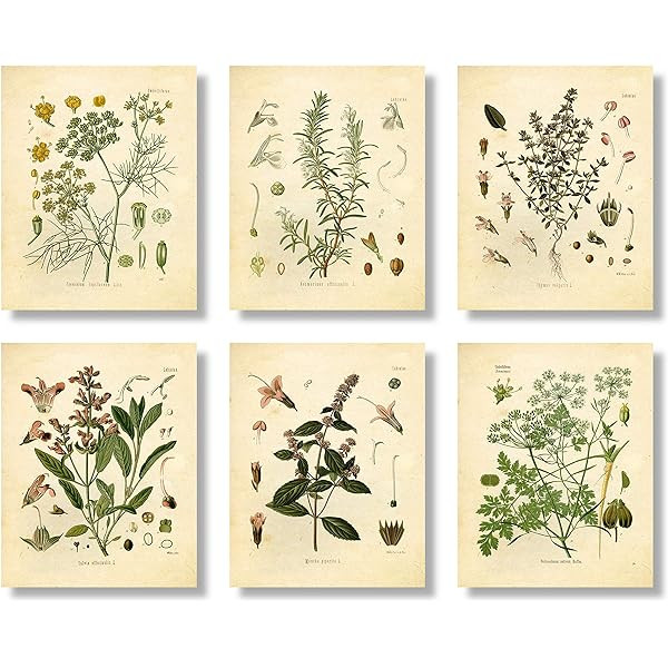 Ink Inc Botanical Prints Wildflower Prints Floral Wall Art - Set of 6-8x10 - Matte - Unframed | Amazon (US)