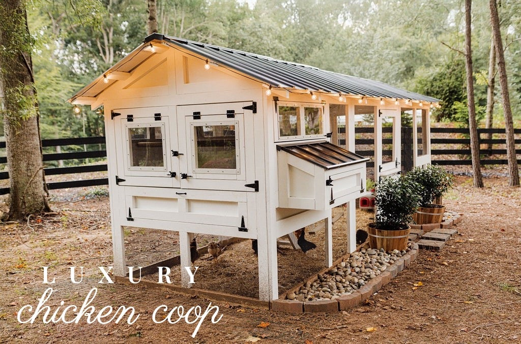 Our chicken coop is glowing ✨—literally! We added these affordable outdoor string lights from Amazon to the roofline, and they completely transformed the space. Whether it’s for evening chores or just soaking in the backyard vibes, the warm glow makes this coop feel like a little farmhouse fairytale 🐓🏡

These lights are waterproof, shatterproof, and under $30—linked on my LTK!

#porcheandco #ltkhome #ltkfarmhouse #amazonfinds #founditonamazon #chickencoopdecor #stringlights #backyardchickens #carolinacoop #modernfarmstyle

#LTKSeasonal #LTKPets #LTKHome