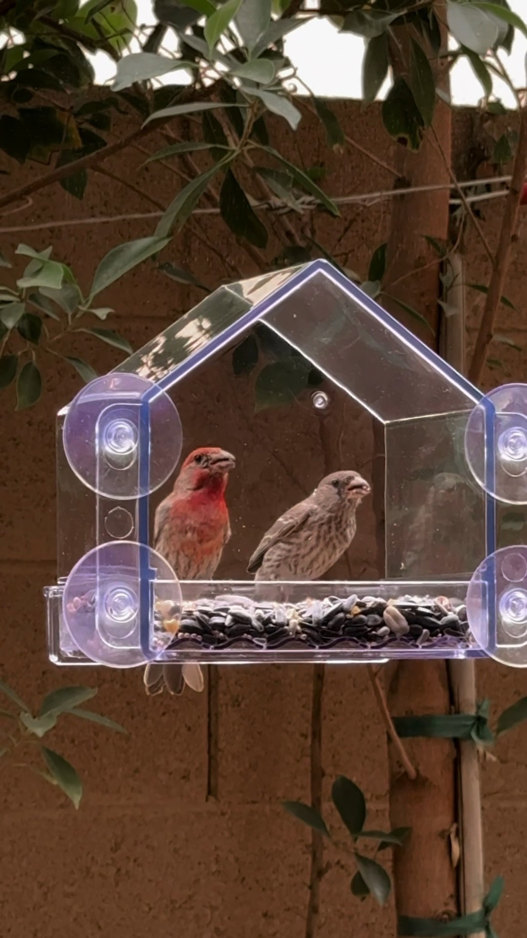 Best $20 I’ve ever spent! I put this bird feeder in our breakfast nook window and it’s brought me pure happiness!

#LTKmorningroutine #LTKfoodie #LTKHome