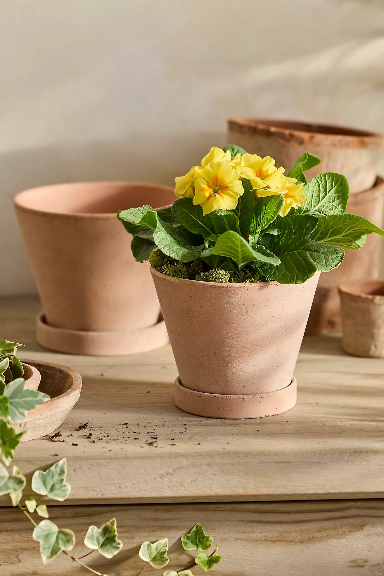 Classic Galestro Pot + Saucer Set | Terrain