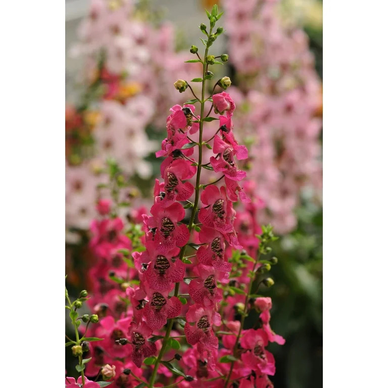 Better Homes & Gardens 1.5 Gal Angelonia Dark Rose Full Sun Annual Live Plants | Walmart (US)
