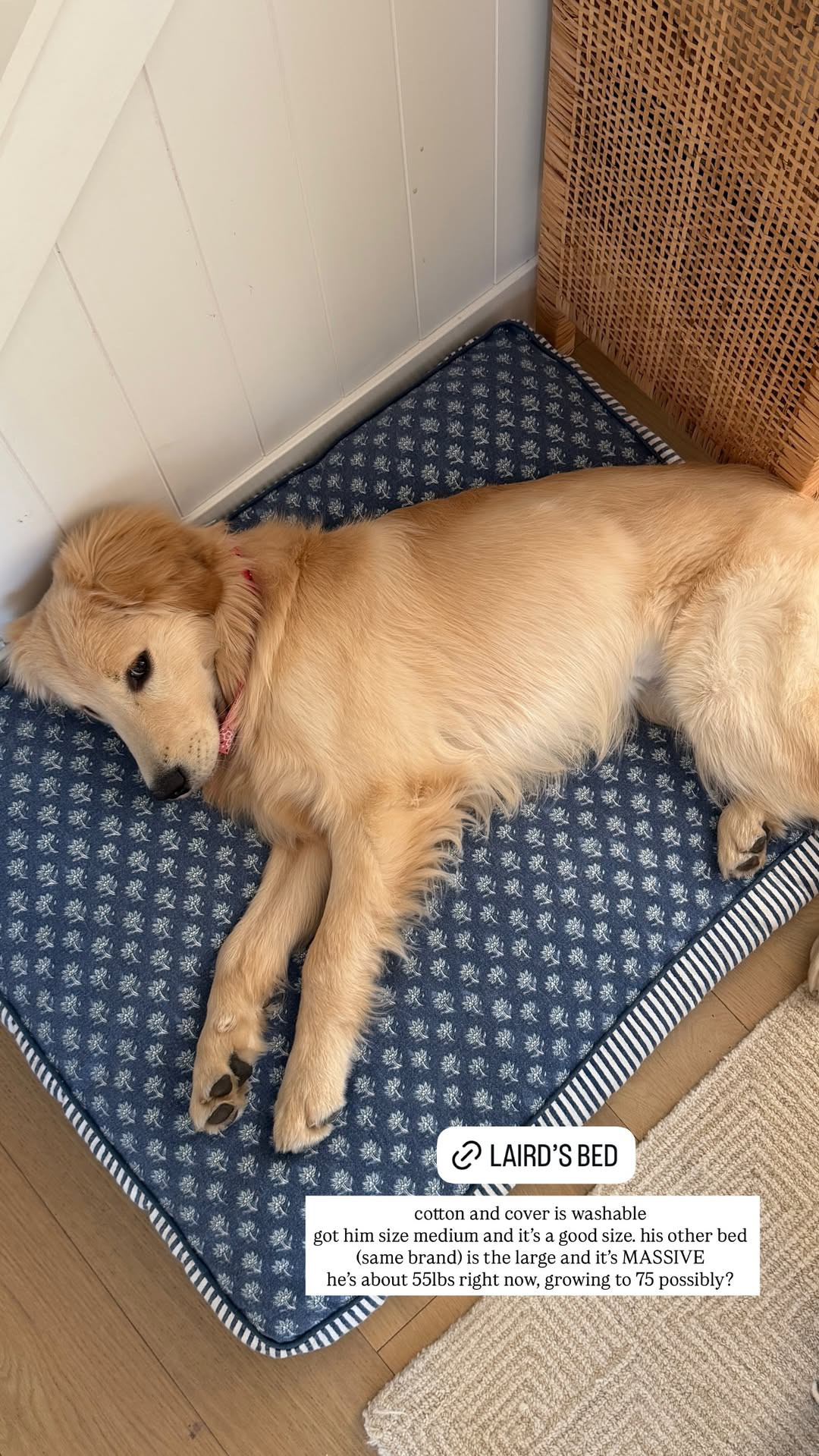 [5/19/26] Laird's dog bed from Mark & Graham 🤍 It is cotton and the cover is washable! Got him a size medium and it's a good size. We also got him another one that is a large and it is massive! 

 #LTKHome
