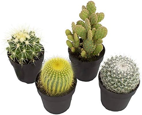 Altman Plants Assorted Live Cactus Collection mini real cacti for planters or gifts, 2.5 Inch,4 P... | Amazon (US)