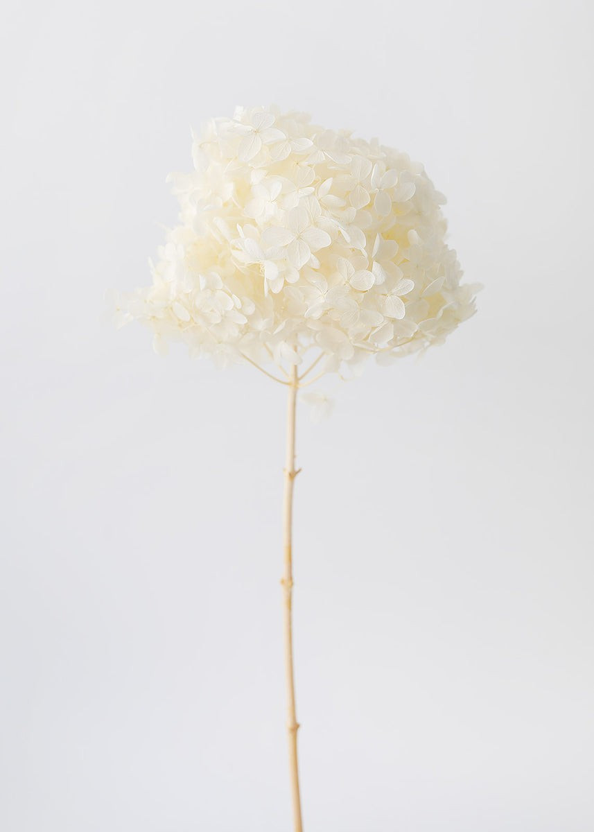 Cream Preserved Full Bloomed Hydrangea - 22-24 | Afloral (US)