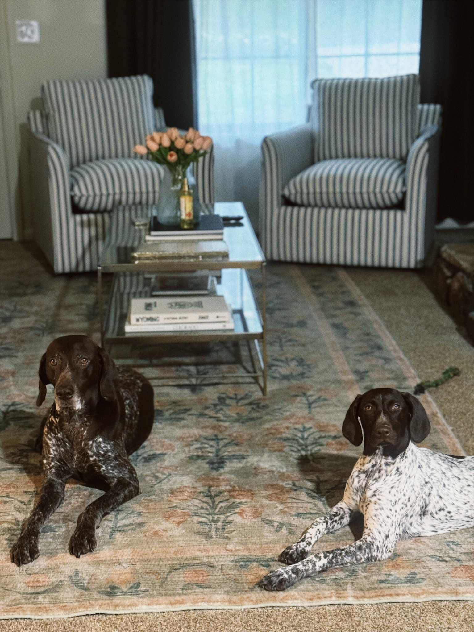 My favorite pups lounging on my favorite rug of all time 😍

#LTKHome