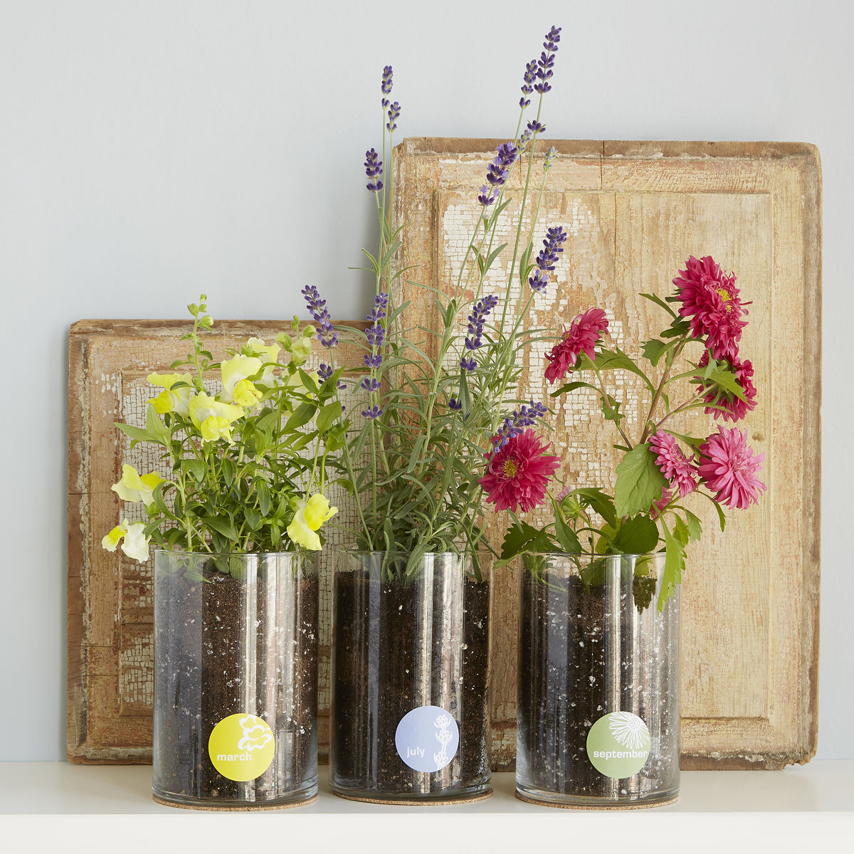 Birth Month Flower Grow Kit | UncommonGoods
