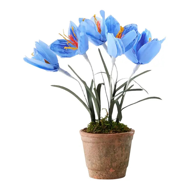 Potted Paper Crocus | Chairish