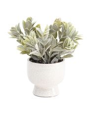 Sage In Footed Pot | Marshalls