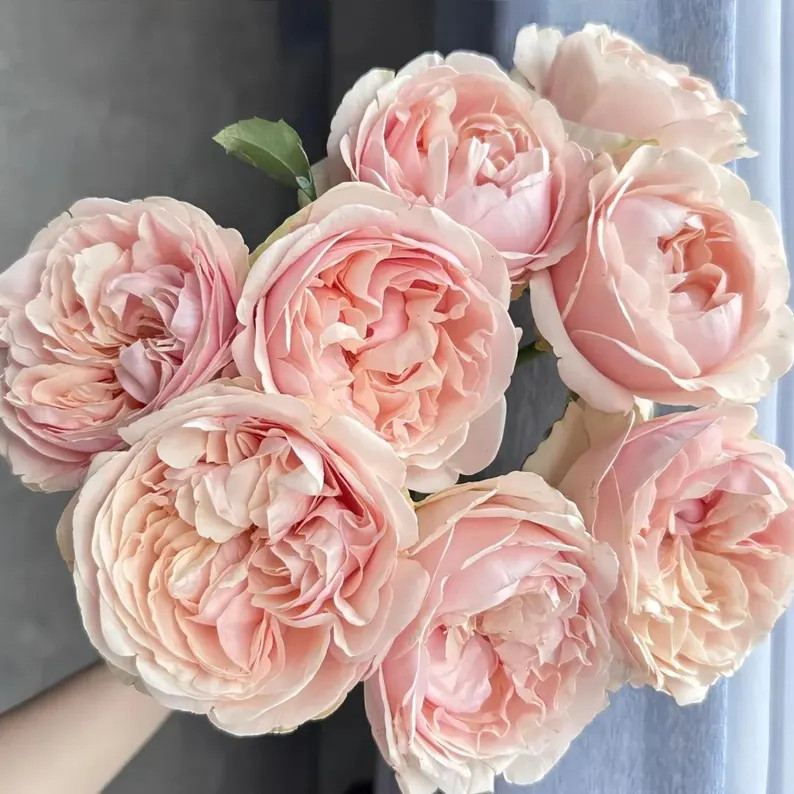 Rose “unforgettable” Cut Rose Live Plant Rare Color Shrub, Ownroot 6 Inch - Etsy | Etsy (US)