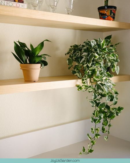 Pothos and snake plants are two easy house plants. You can add to your collection.

#LTKfindsunder50 #LTKfindsunder100 #LTKhome