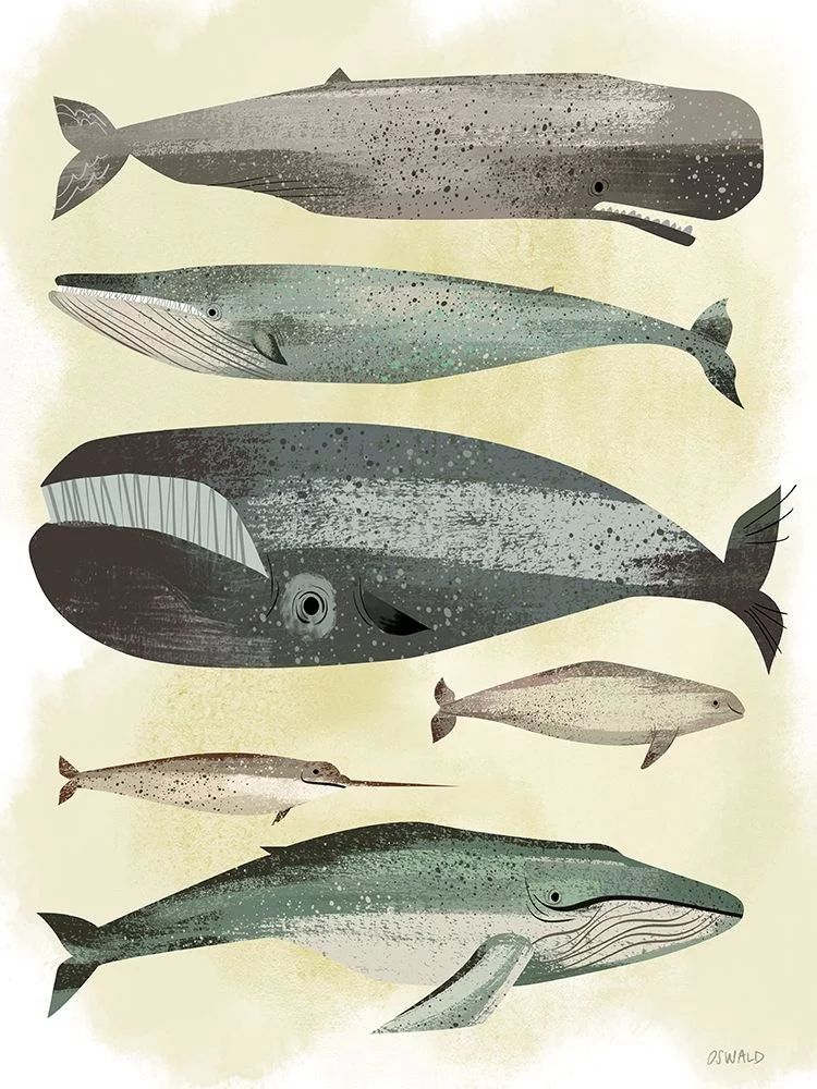 Whales Poster Print by Pete Oswald (9 x 12) | Walmart (US)