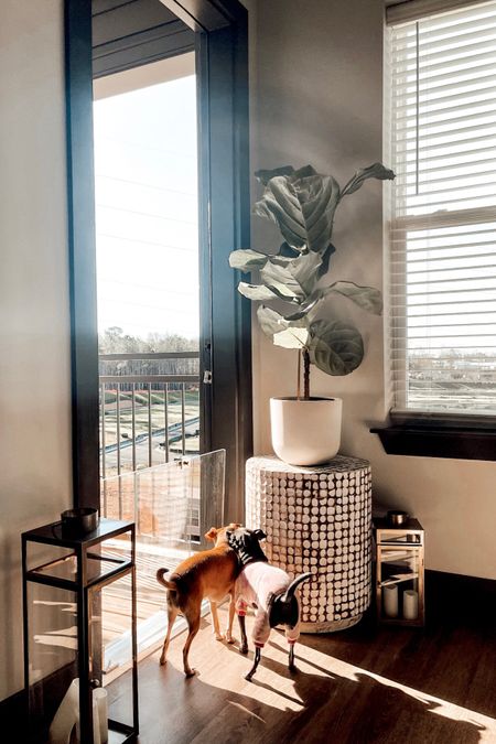 Clear pet gates for spring. Small apartment living. Living room designs  

#LTKhome #LTKSeasonal #LTKstyletip