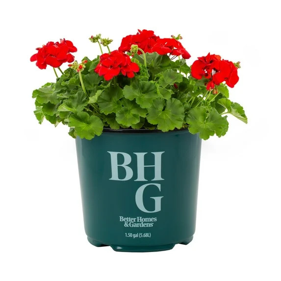 Better Homes & Gardens 1.5gal Red Geranium Live Annual Plant Sun | Walmart (US)
